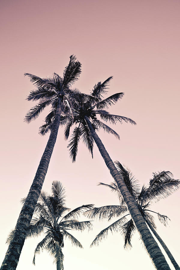 Fuchsia Palms_10 Photograph