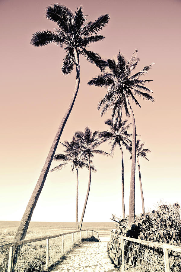 Fuchsia Palms_12 Photograph