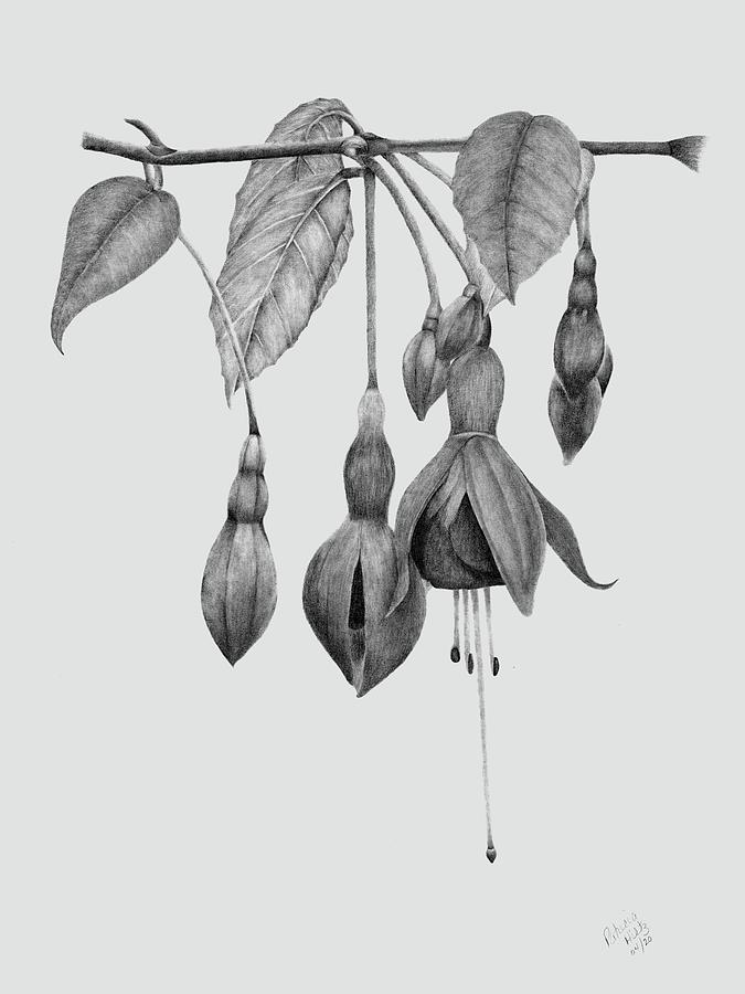 Fuchsia Drawing by Patricia Hiltz