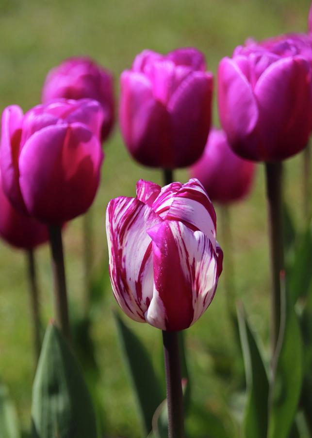 Tulip Photograph - Fuchsia Pink and White Variegated Tulips by Marlin and Laura Hum