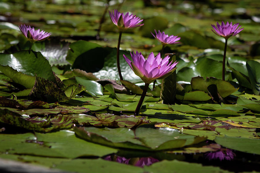 Fuchsia Water Lily Love Photograph by Suzanne Gaff