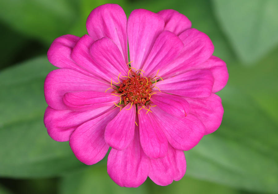 Fuchsia Zinnia Bloom Photograph by Allyson Weiland - Fine Art America