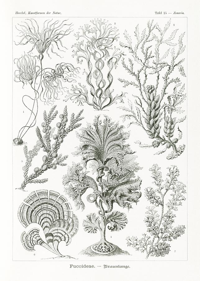 Fucoideae-Brauntange from Kunstformen der Natur 1904 by Ernst Haeckel Painting by Les Classics