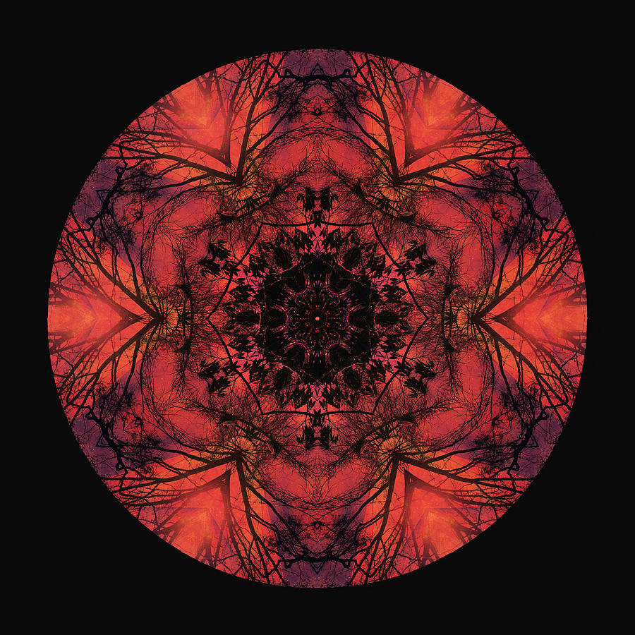 Fucshia Tree Mandala Digital Art by Amy Neufeld