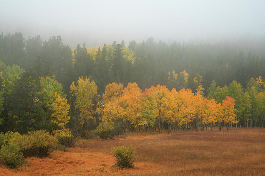 Full Aspen Tree Spectrum Photograph by James BO Insogna