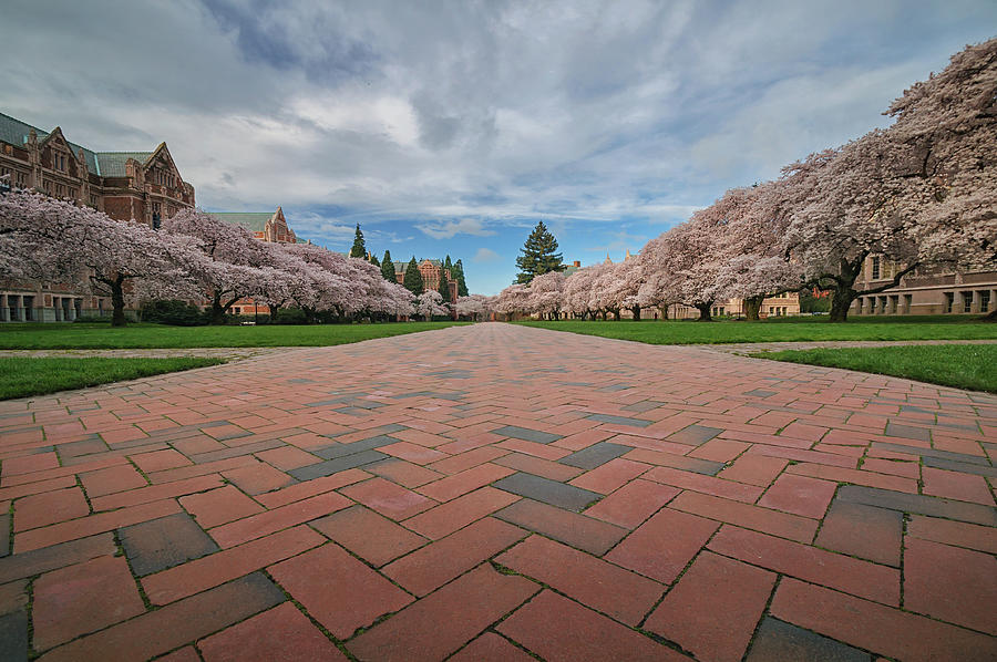 University Of Washington Photograph - Full Bloom by Dan Mihai