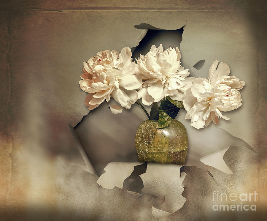 Full Bloom Photograph by John Anderson - Fine Art America