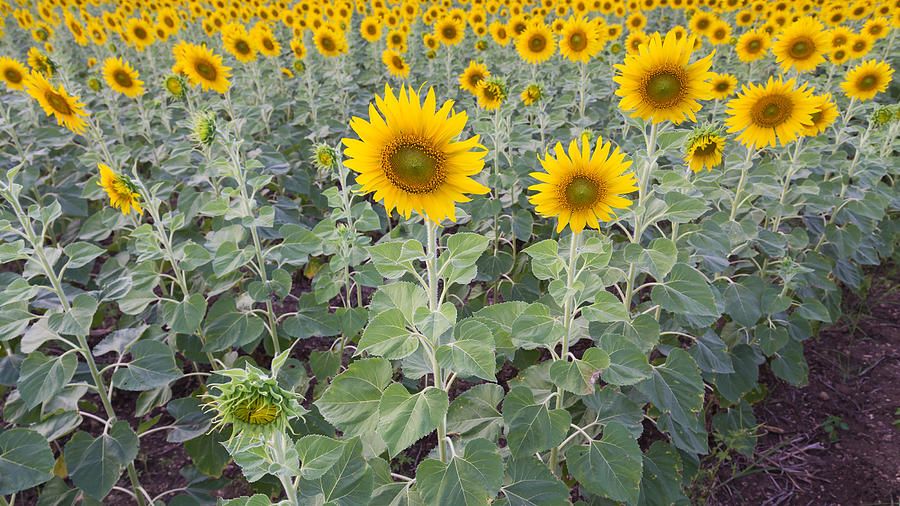 Full bloom sunflower field Photograph by Pranodhm