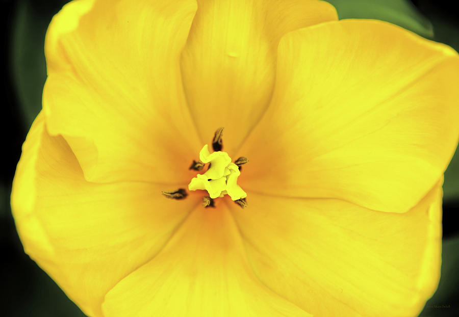 Full Bloom Yellow Tulip Flower Photograph by Jennie Marie Schell