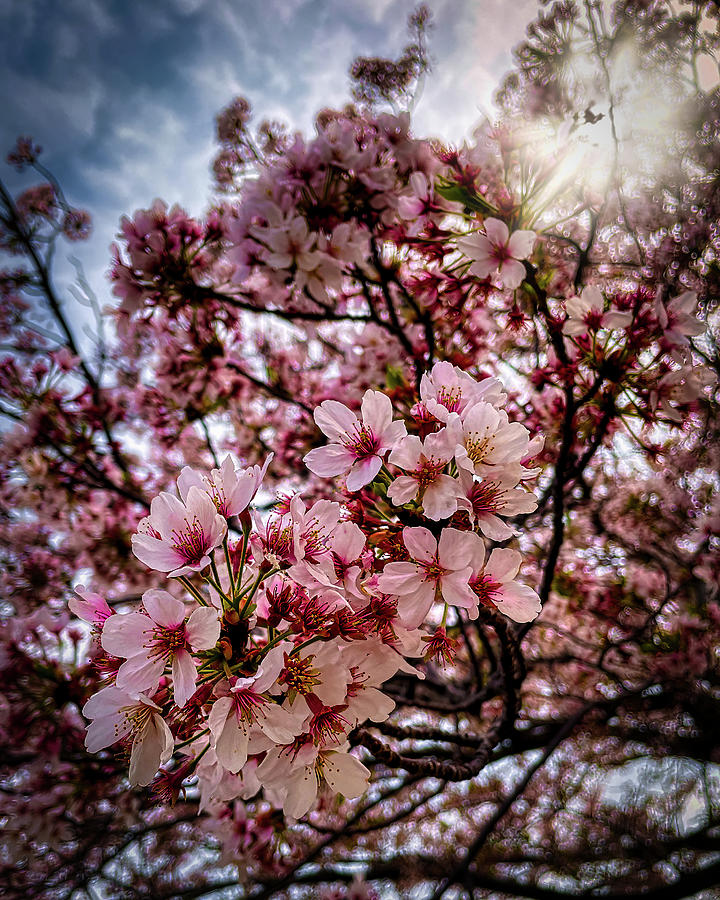 Full Blossoms Photograph by Bill Chizek