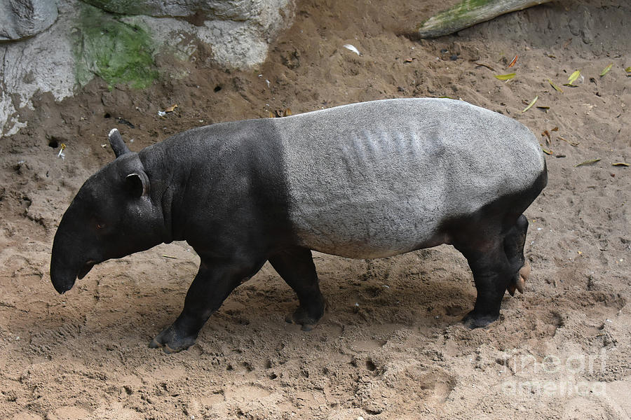 Full body photo of a wild tapir  Photograph by DejaVu Designs