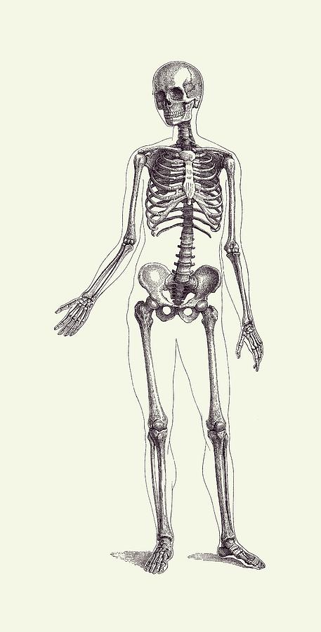 Full Body Skeleton - Vintage Anatomy Poster 2 Drawing by Vintage Anatomy Prints