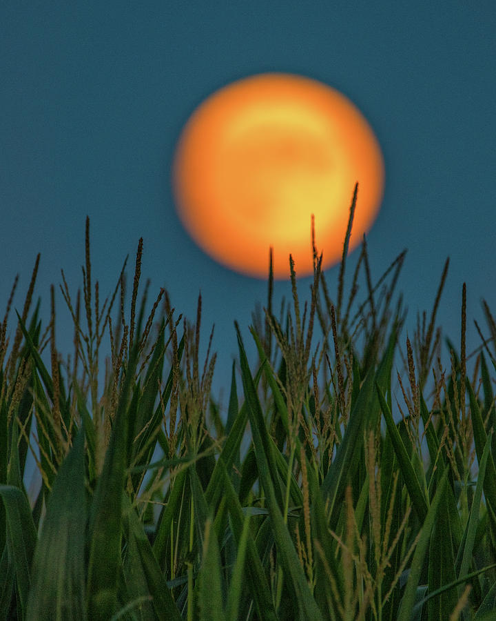 Full corn moon Photograph by Christopher V Sherman Fine Art America