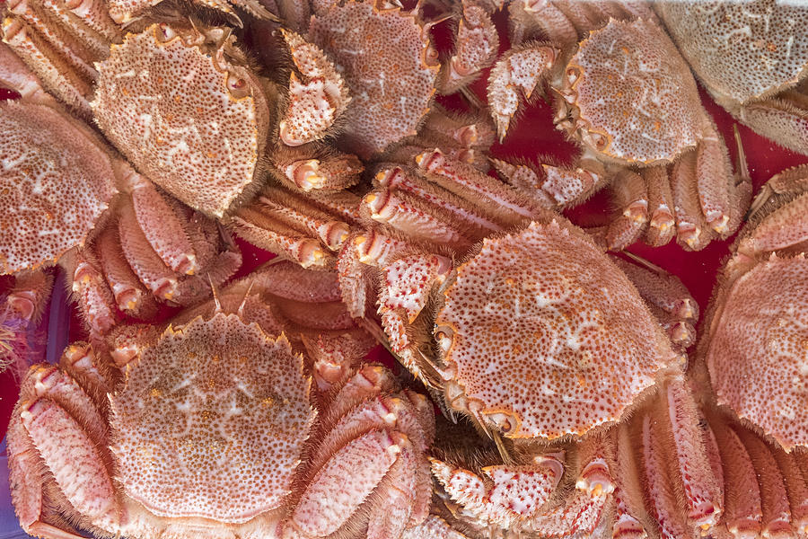 Full Frame Fresh, Raw Hairy crab, Kegani, Hokkaido crab Photograph by Ivan
