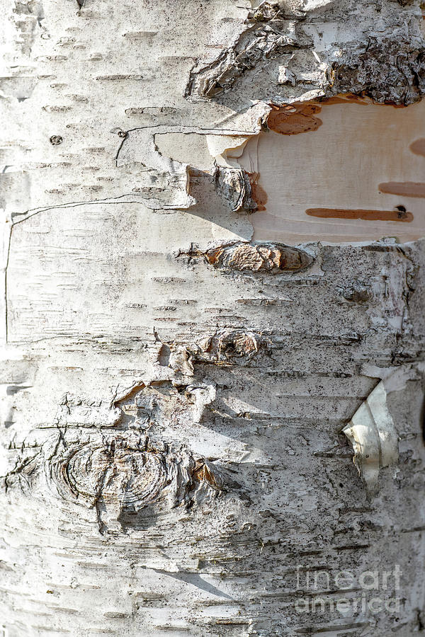 Full frame of birch bark tree detailed texture in close-up Photograph by Gregory DUBUS