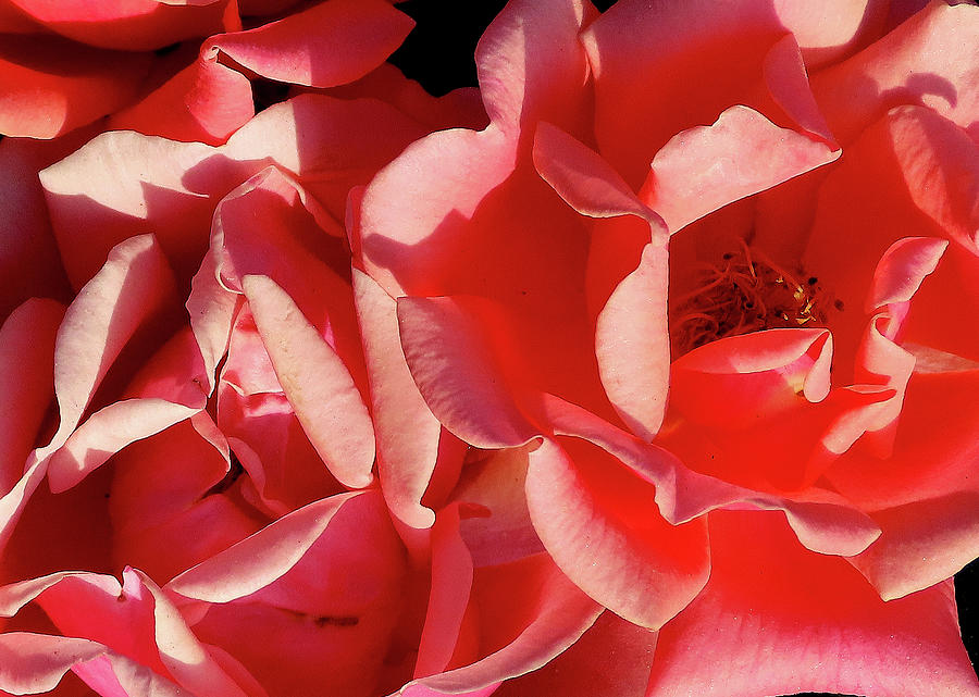 Full Frame of Roses Photograph by Linda Stern