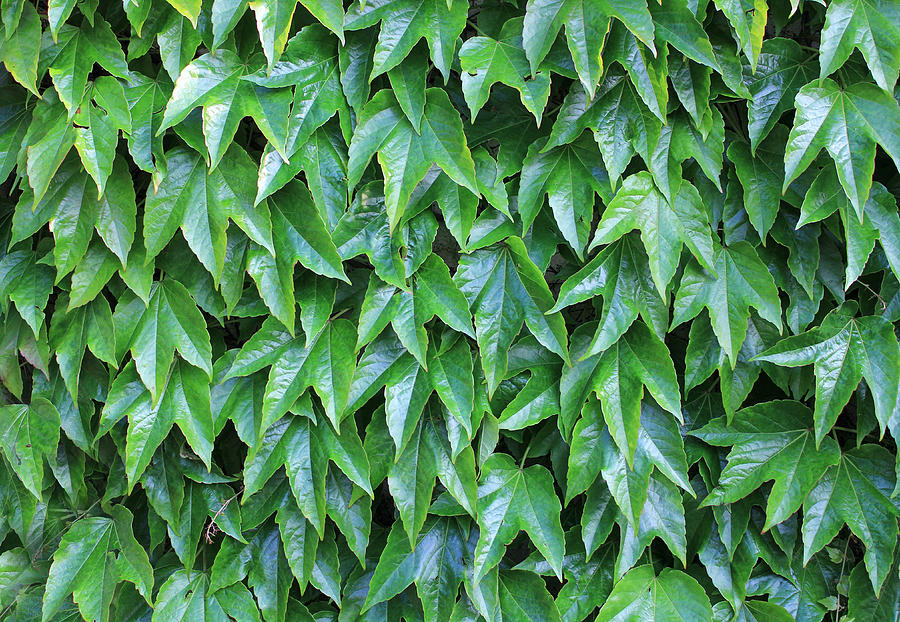 Full frame shot of Boston ivy Photograph by Frans Sellies