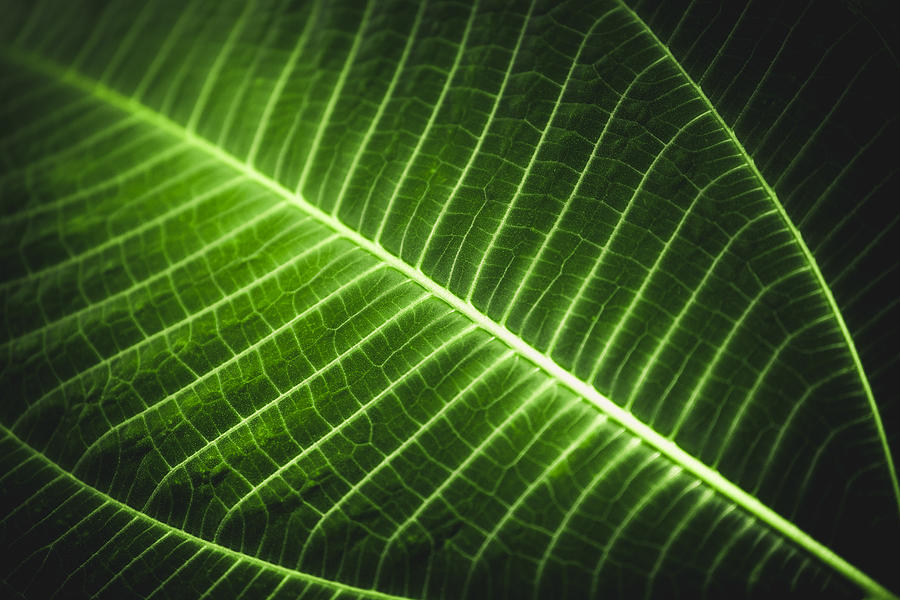 Full Frame Shot Of Glowing Leaf Photograph by Sebastian Kopp / EyeEm Full Frame Shot Of Glowing Leaf Photograph by Sebastian Kopp / EyeEm