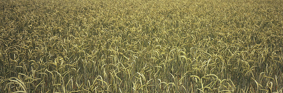Full frame view of ripening wheat Photograph by Timothy Hearsum