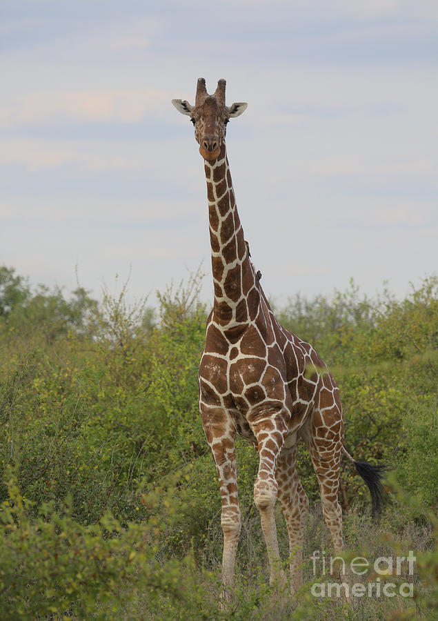 full length portrait of reticulated giraffe standing alert and curiously with sky in background in the wild Meru National Park, Kenya Photograph by Nirav Shah
