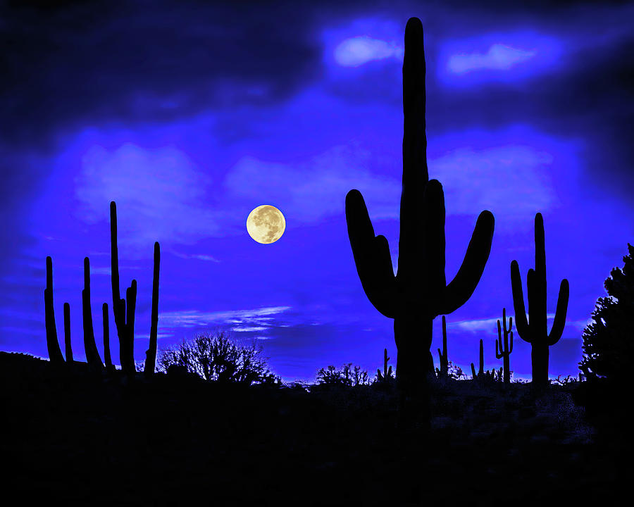 Full Moon And Saguaros, Arizona Sonoran Desert Photograph by Don Schimmel
