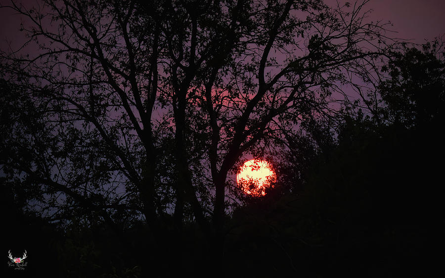 Full Moon and Tree Silhouettes  Photograph by Pam Rendall