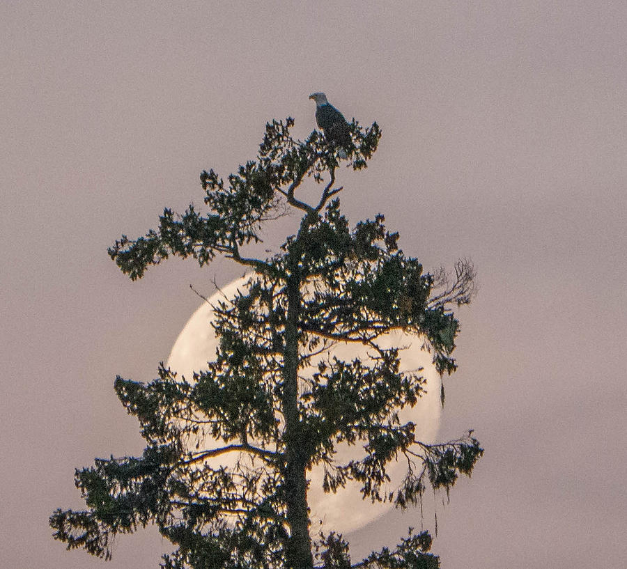 Full Moon Bald Eagle Photograph by Will LaVigne