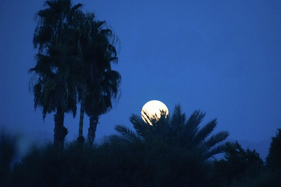 Full Moon Behind Palm Tree Silhouettes  Photograph by Bonnie Colgan