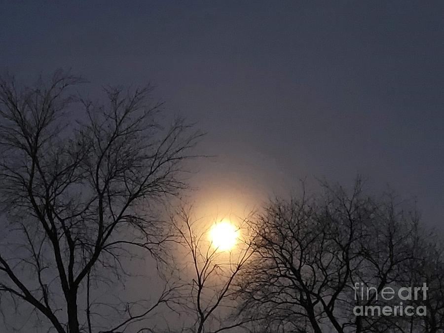 Full Moon Photograph - Full Moon Behind the Trees by Violeta Ianeva