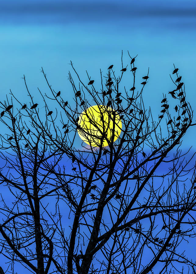 Tree Photograph - Full Moon by Bob Orsillo