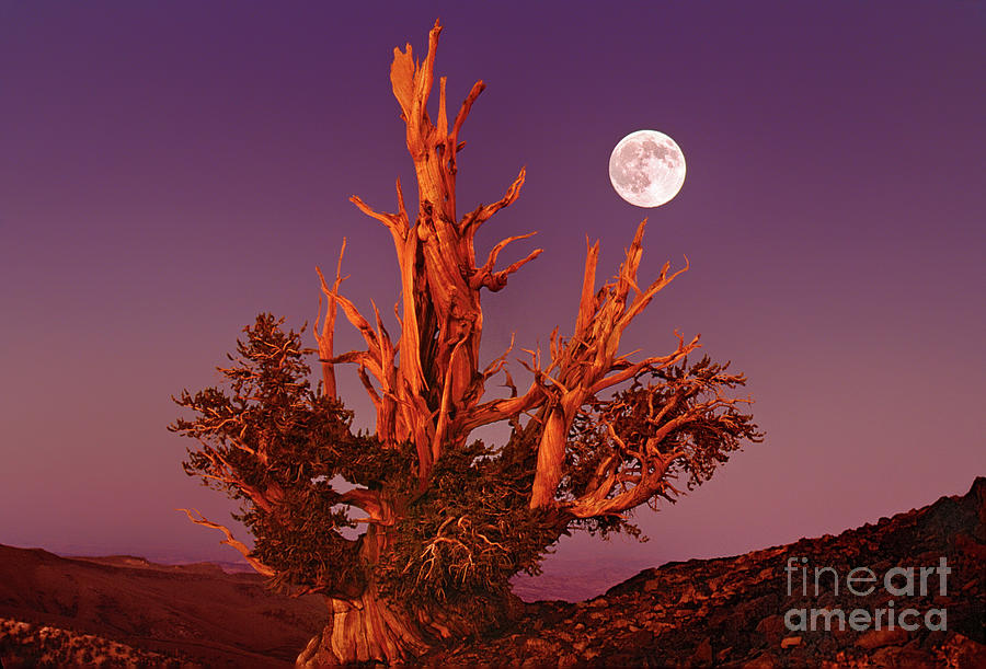 Full Moon Bristlecone Pine White Mountains California Photograph by Dave Welling