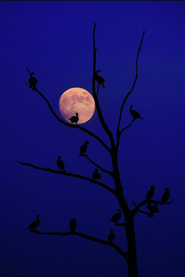 Full Moon Courants  Photograph by Raymond Salani III