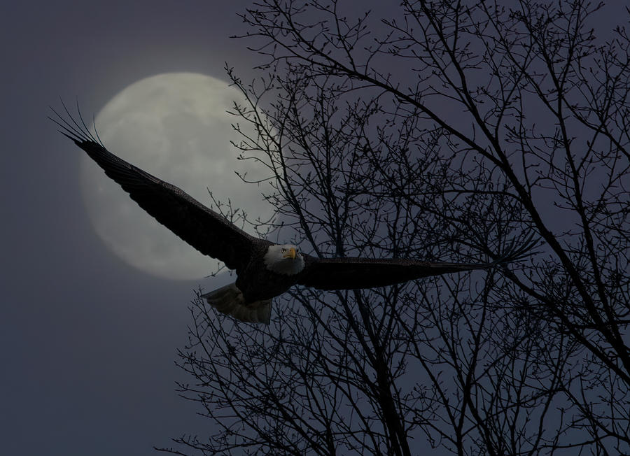 Full Moon Eagle Photograph by Wade Aiken