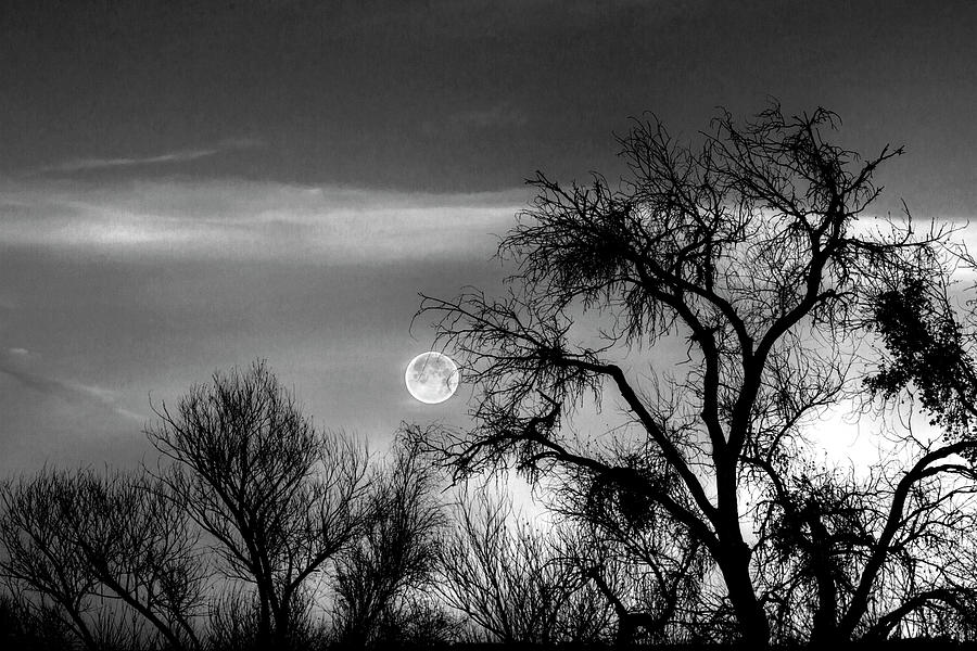 Full Moon Among Trees Photograph by Sue Cullumber