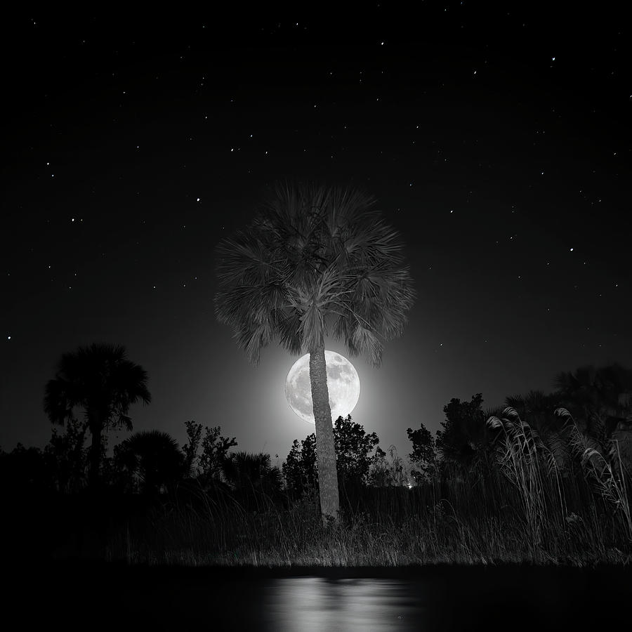 Tree Photograph - Full Moon Over Big Cypress Swamp by Mark Andrew Thomas
