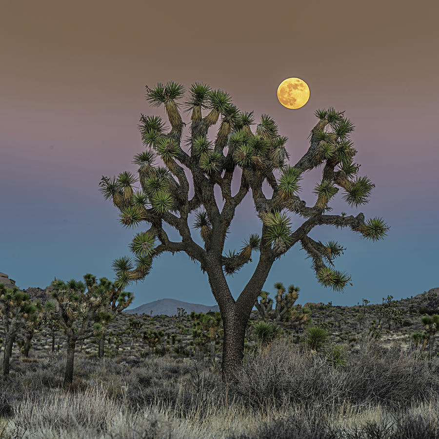 Full Moon Over Joshua Tree National Park Photograph by George Buxbaum