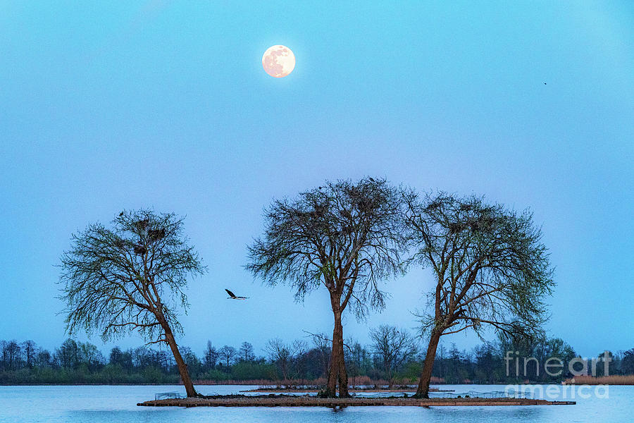 Full moon over Lakes of Reeuwijk Photograph by Casper Cammeraat