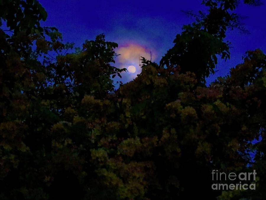Full Moon Over my Shower Tree Photograph by Craig Wood