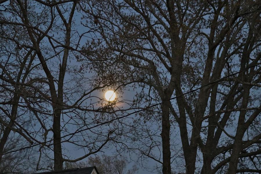 Full Moon Peeping through Trees Photograph by Terry Linton - Fine Art ...