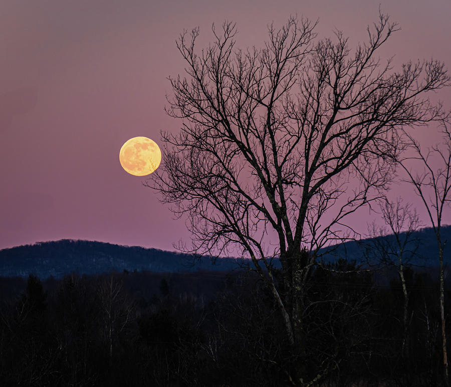 Full Moon Rising  Photograph by Ann Moore
