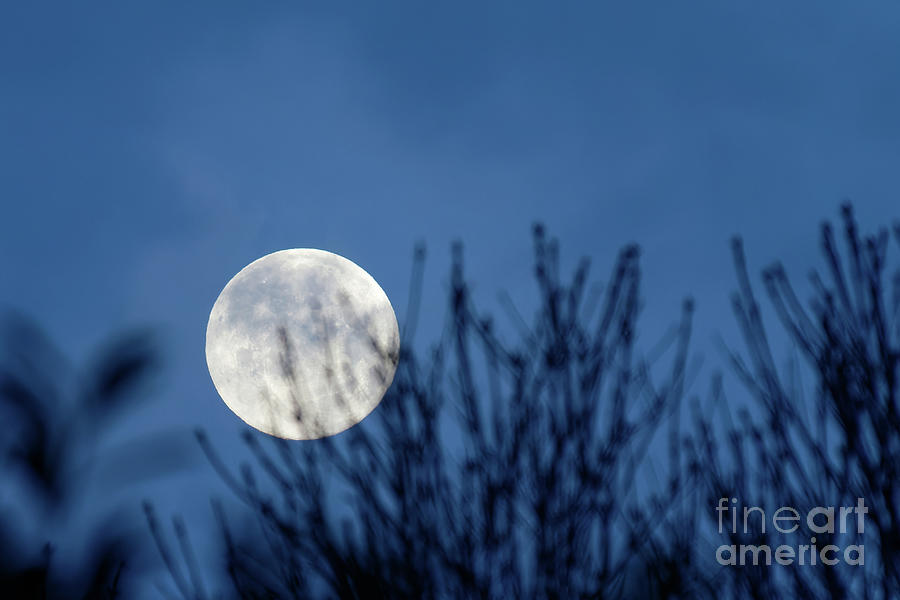 Full moon rising Photograph by Delphimages Photo Creations