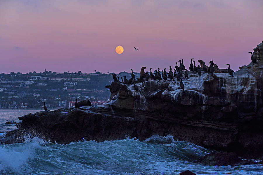 Full Moon rising in Ellen Browning Scripps Park La Jolla CA San Diego Photograph by Toby McGuire