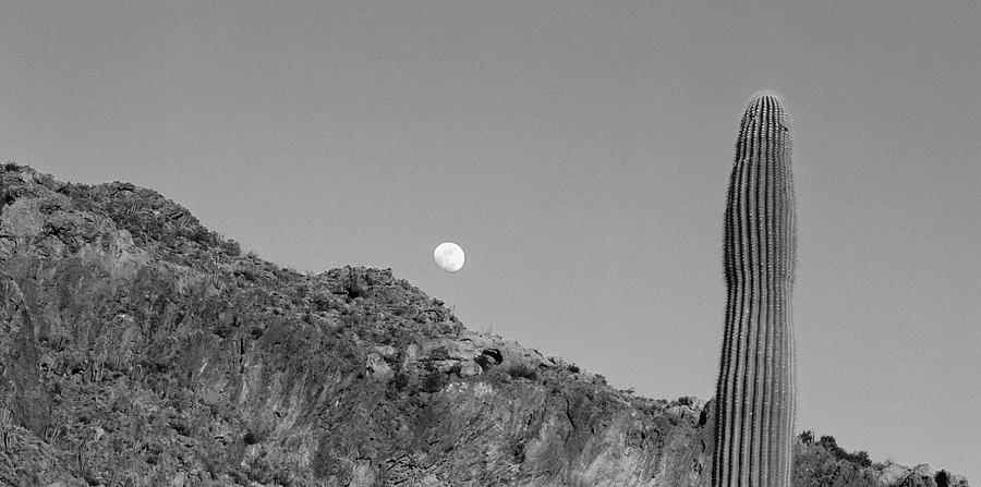 Full Moon Saguaro Cactus AZ Photograph by Panoramic Images
