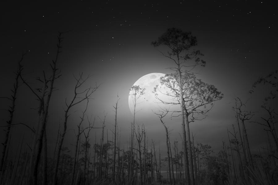 Full Moon Setting At Big Cypress Swamp Photograph by Mark Andrew Thomas