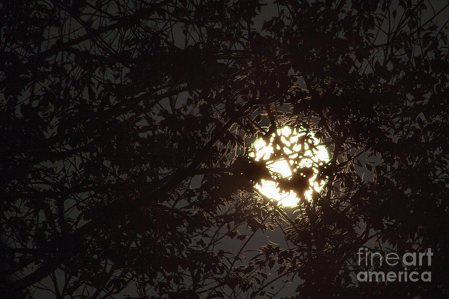 Full Moon through Canopy Photograph by Jonathan Welch