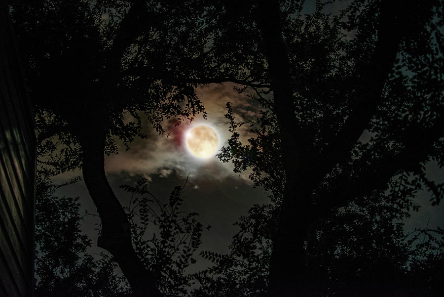Full Moon through Trees Photograph by Doug LaRue