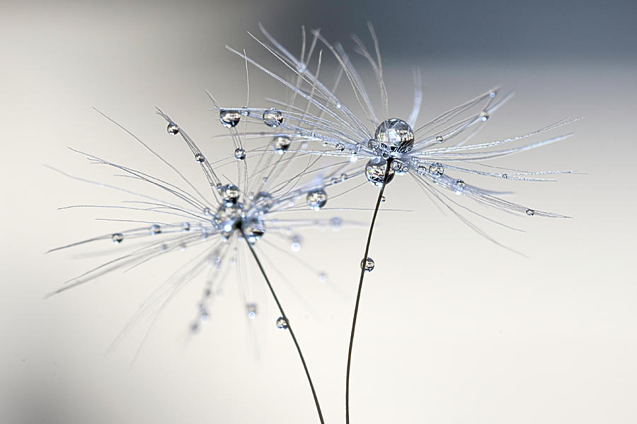 Full of drops Photograph by Wolfgang Stocker