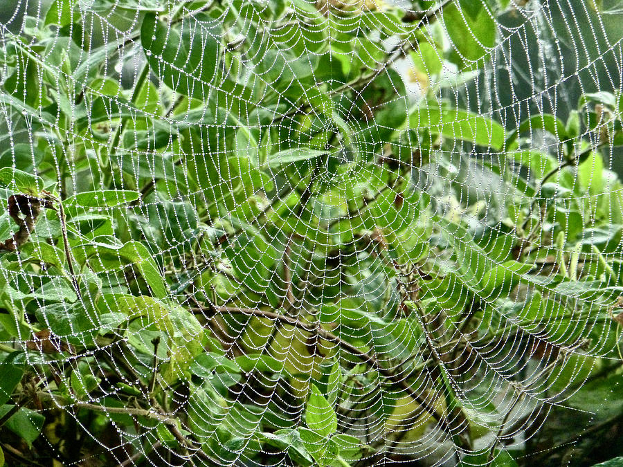 Full Orb Weaver Web Photograph by Amelia Racca