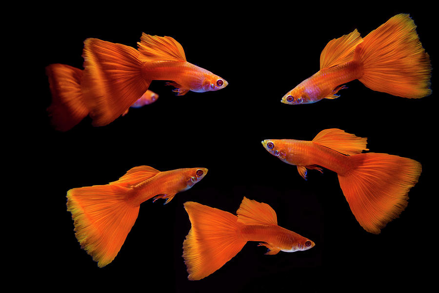 Full Red Guppy Fish Photograph