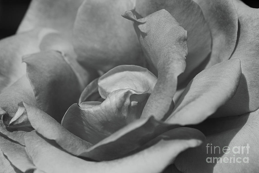 Full Rose Black and White Photograph by Joy Watson